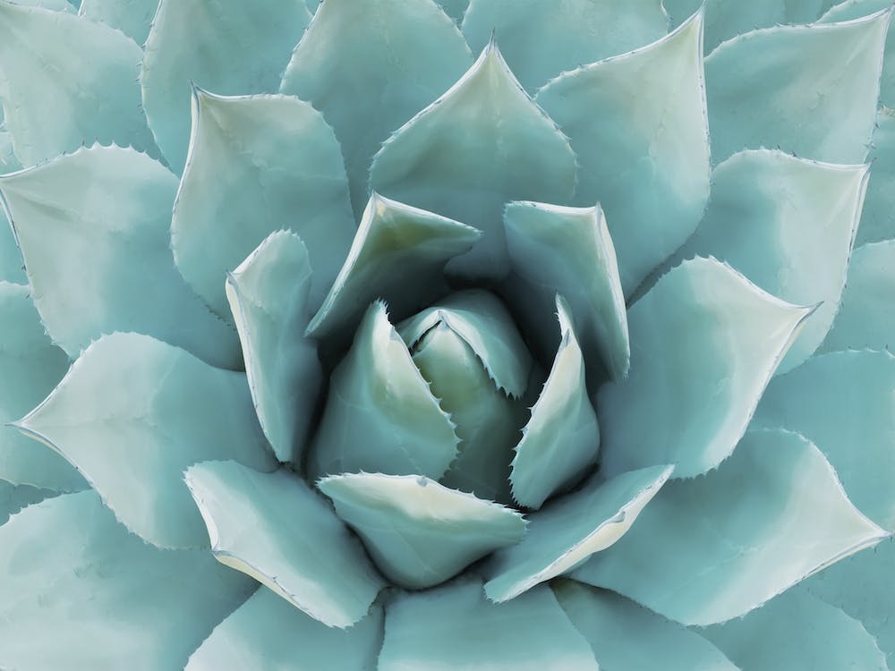 Teal Blue Agave Art Print by Inkish Prints – Fy!