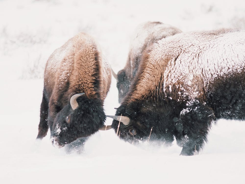 Winter Bison Battle