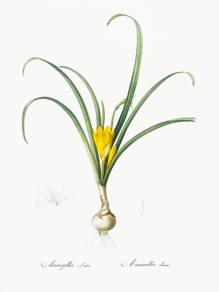 Yellow Autumn Crocus Illustration From Les Liliacées (1805), Pierre Joseph Redoute