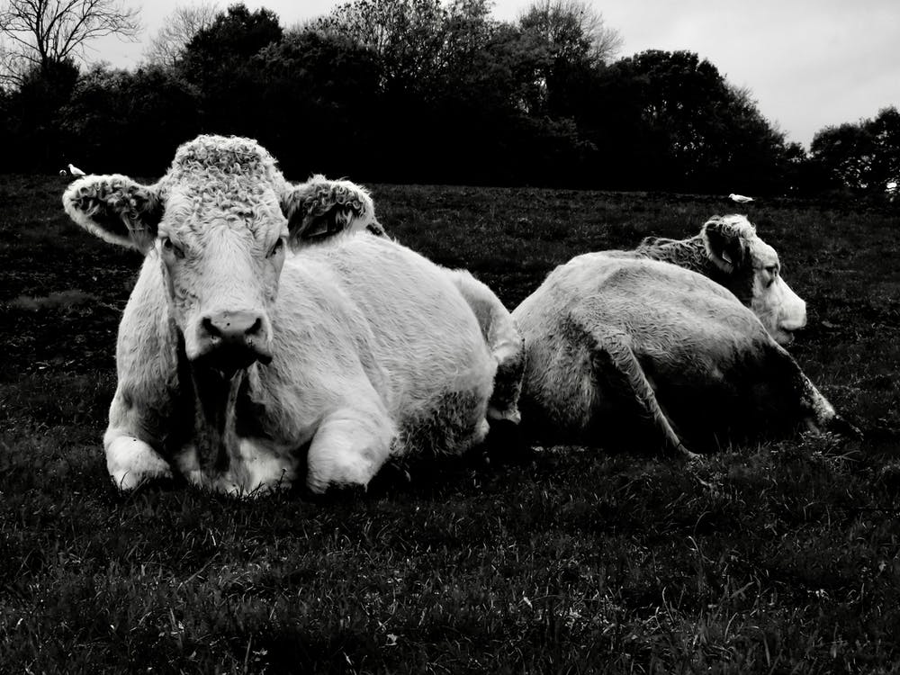 Vaches Noires Et Blanches