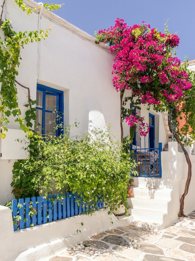 Pink Bougainvillea In Paros