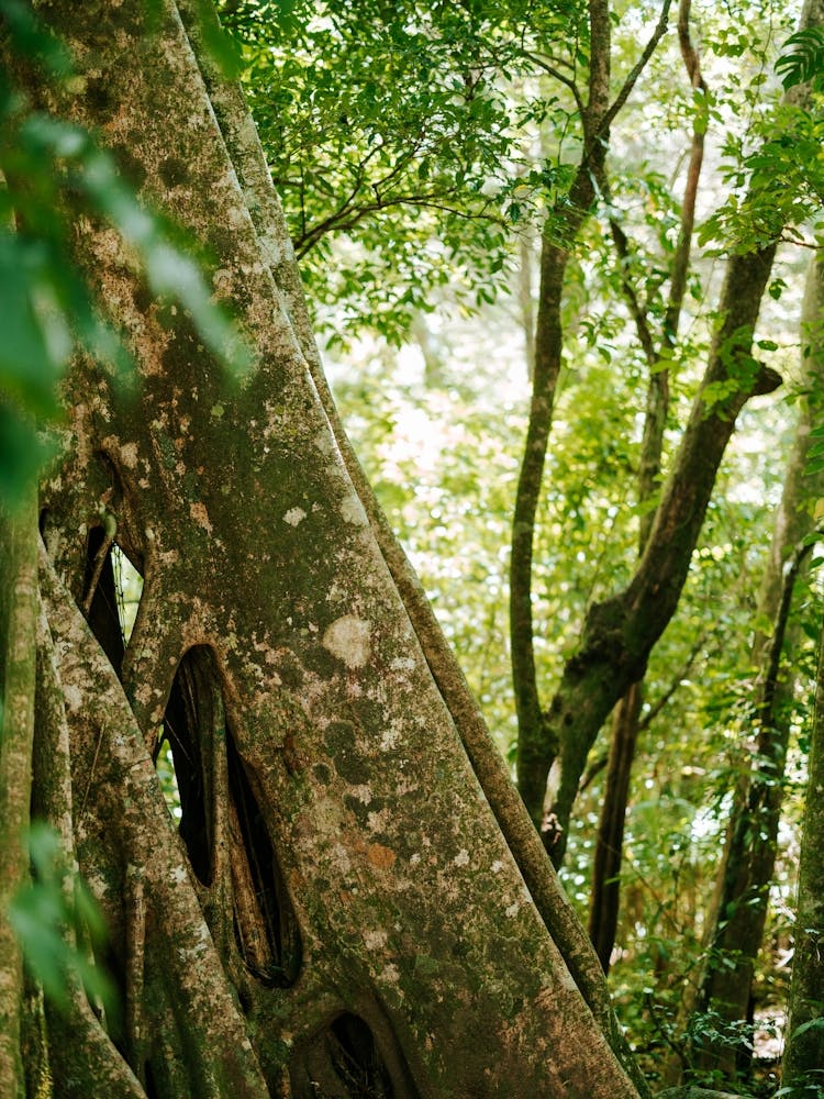 Strangler Fig