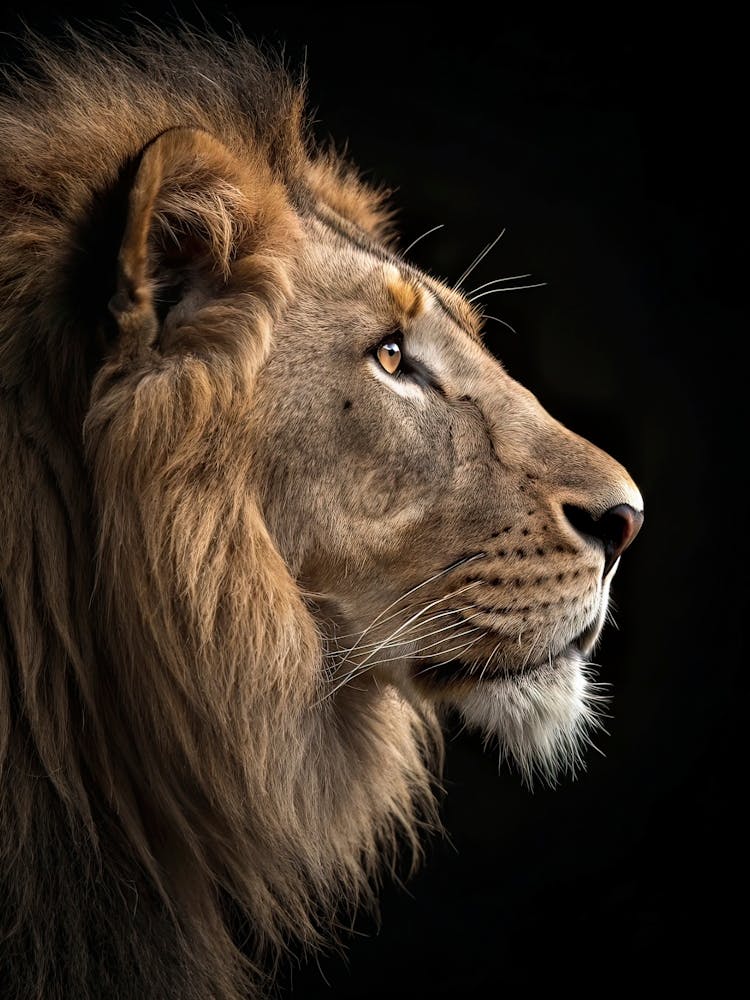 Lion Portrait 2