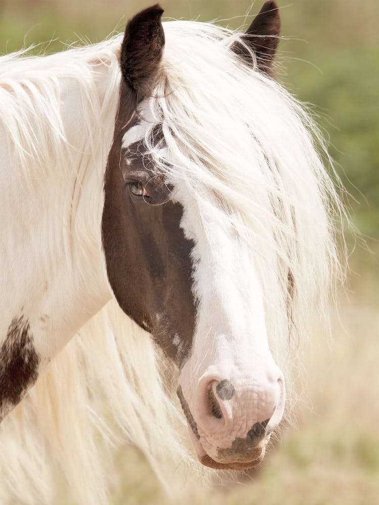 Paint Horse