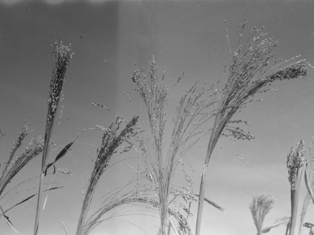 Broom Corn, Baca County, Colorado, One Of The Main Cash Crops Of This Region By Russell Lee