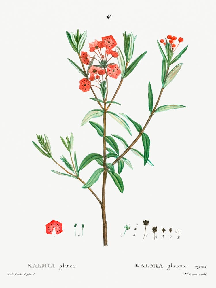 Kalmia Glauca, Pierre Joseph Redoute