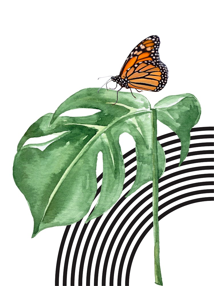Butterfly On A Leaf