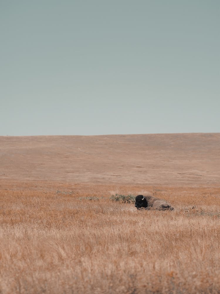Ruhender Einsamer Bison