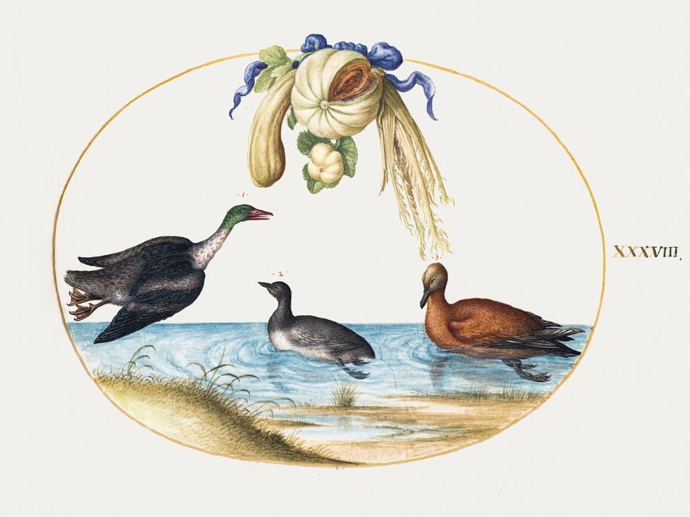 Merganser With Two Other Waterfowl And A Garland Of Melons And Gourds (1575–1580), Joris Hoefnagel