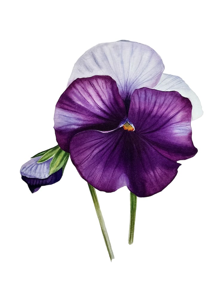 Viola violet