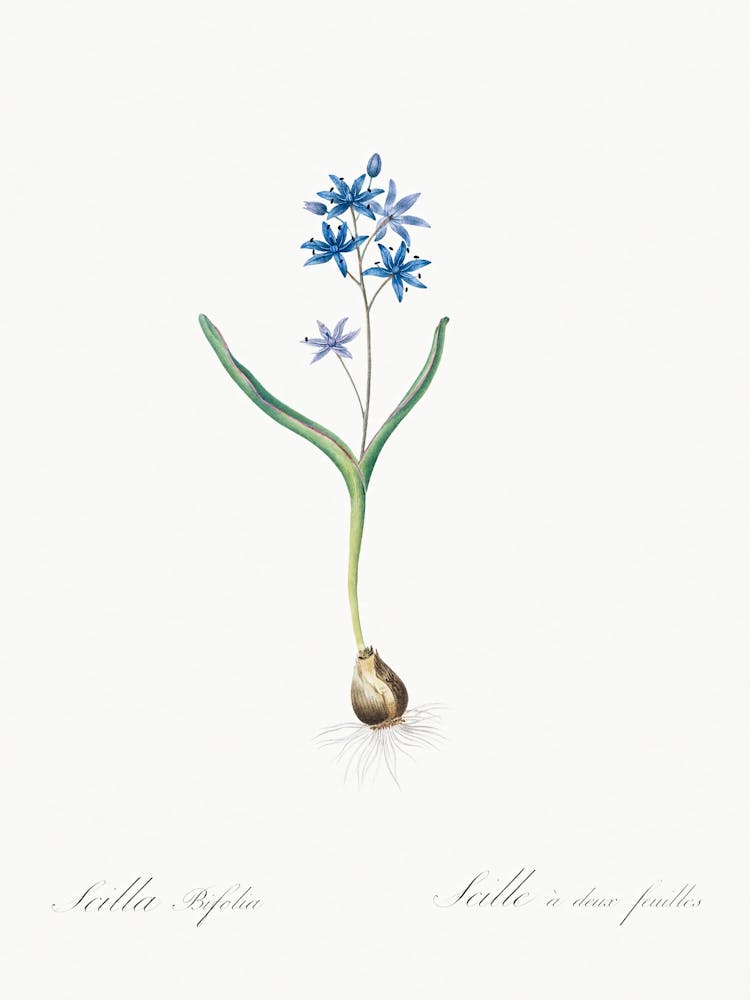 Alpine Squill Illustration From Les Liliacées (1805), Pierre Joseph Redoute