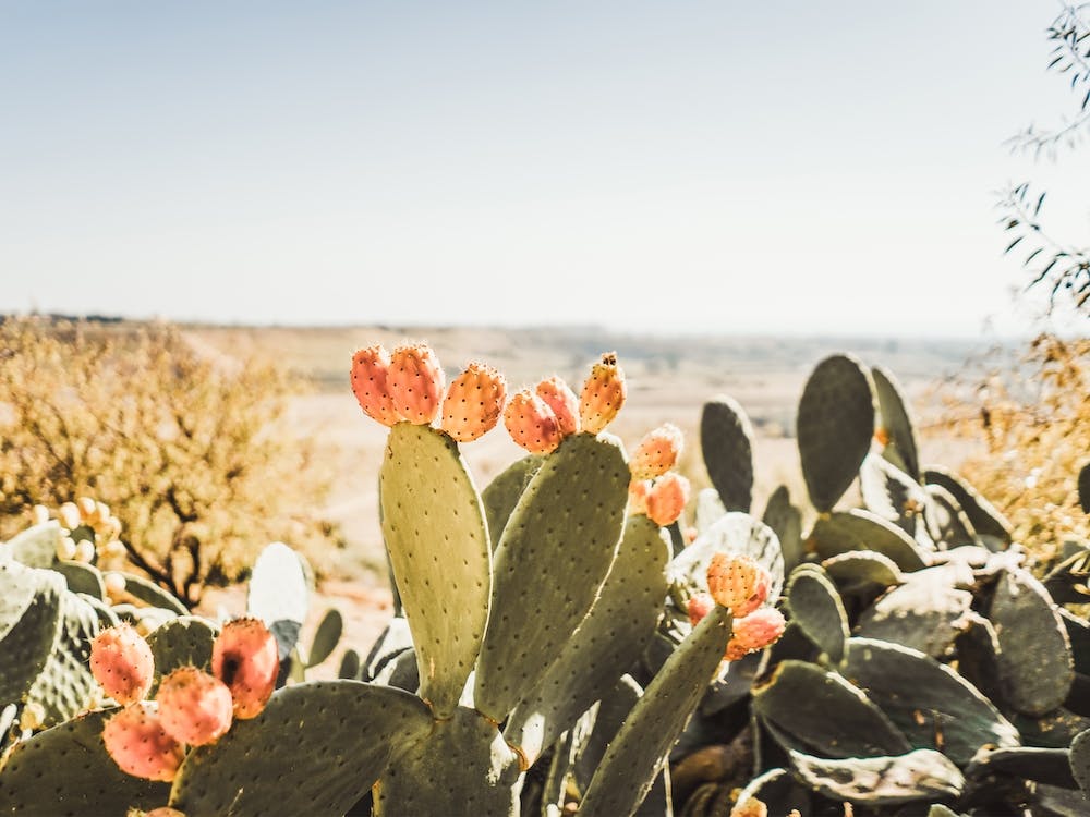 Pink Cactus Fruit Scenery