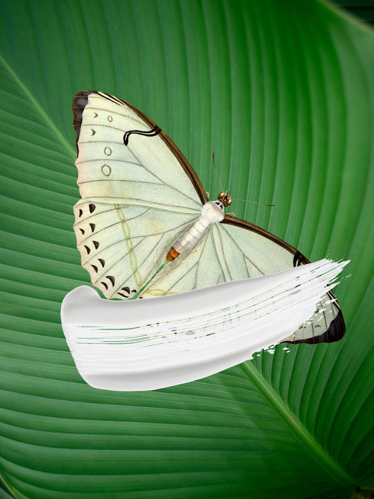 Butterfly On A Leaf 2