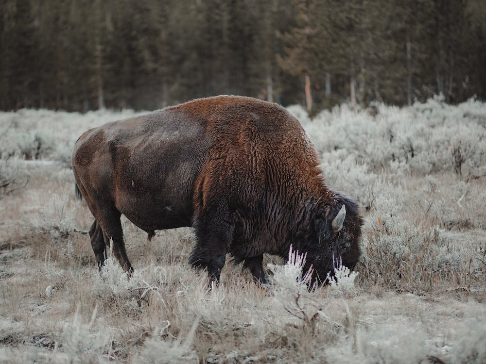 Wyoming Bison