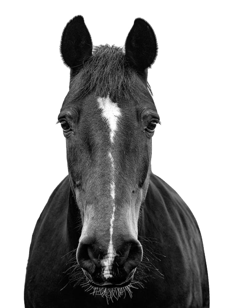 Black And White Horse Portrait 2