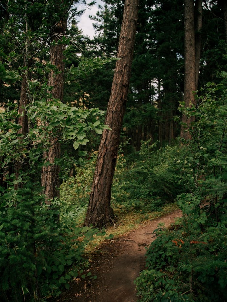 Forest Trail III