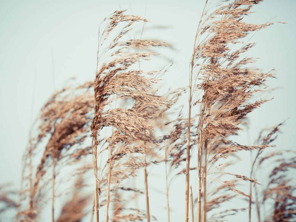 Wild Pampa Grass Reeds 