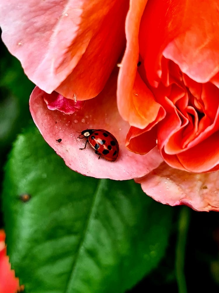 Ladybug