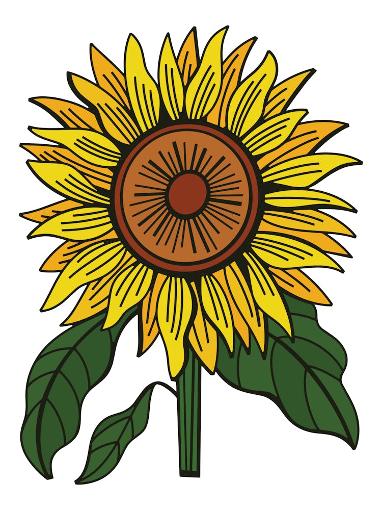 Yellow Sunflower Contemporary Botanical Illustration