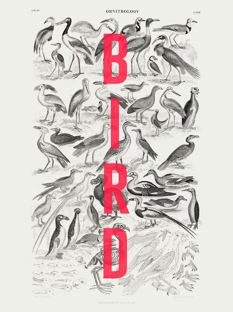 Bird on Bird