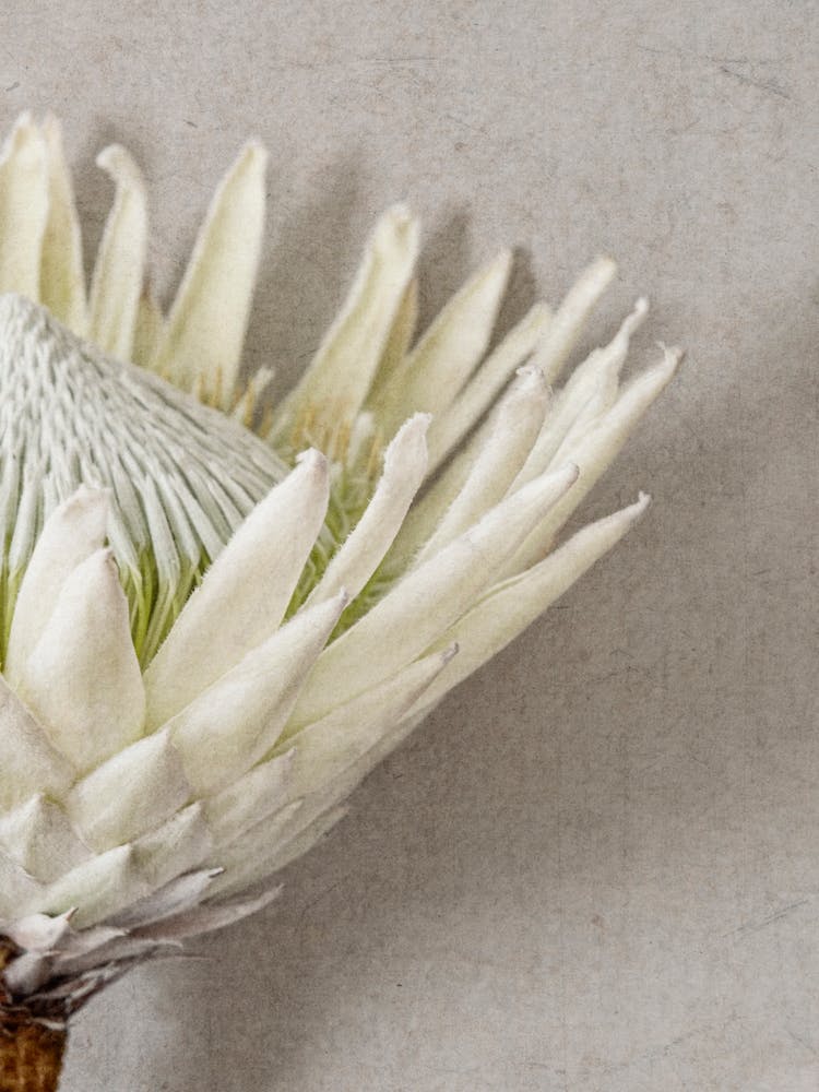 Protea Flower