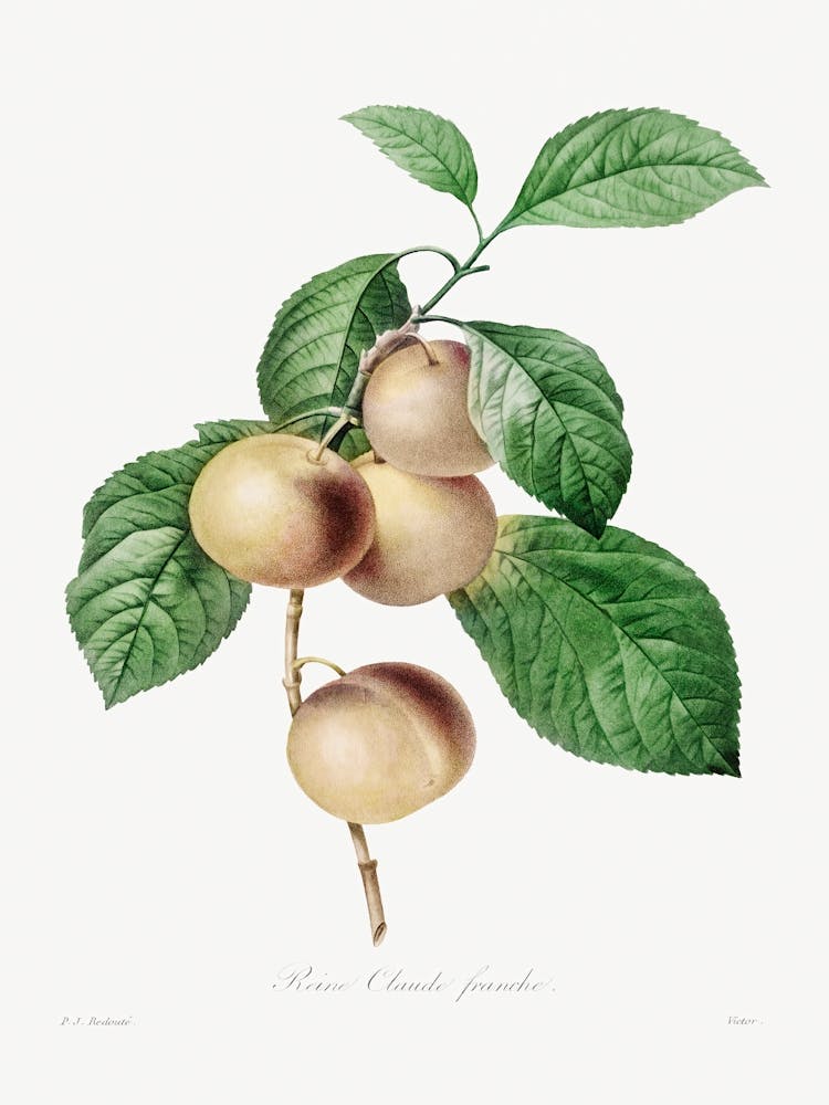 Reine Claude Plum (1827), Pierre Joseph Redoute