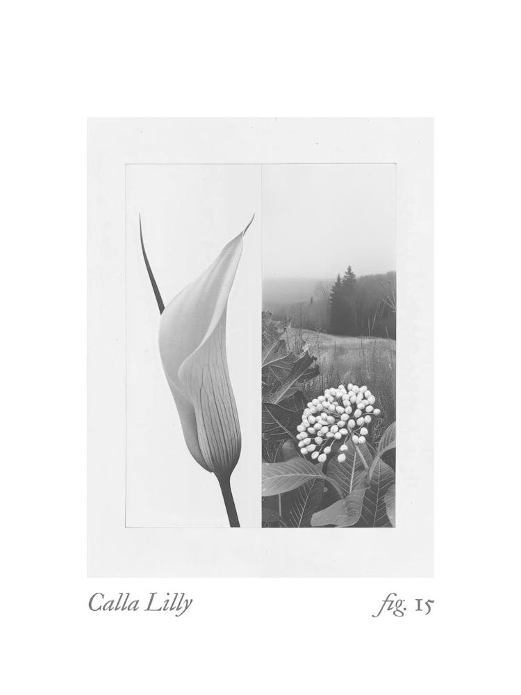 Calla Lilly Botanical Collage 3