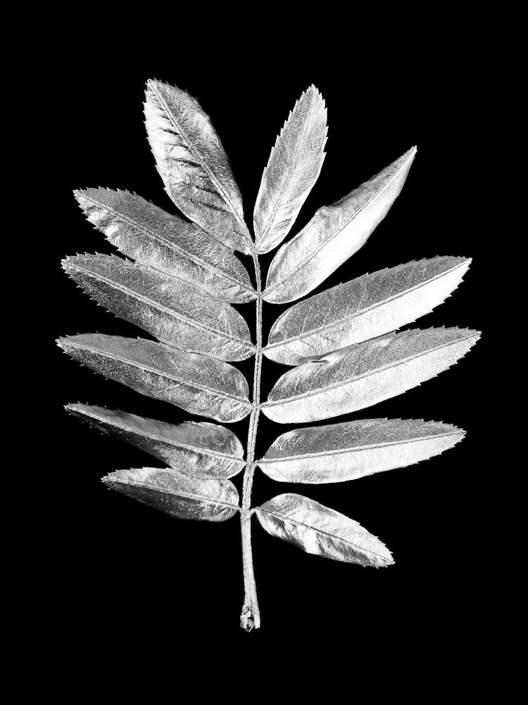 Leaf On A Black Background