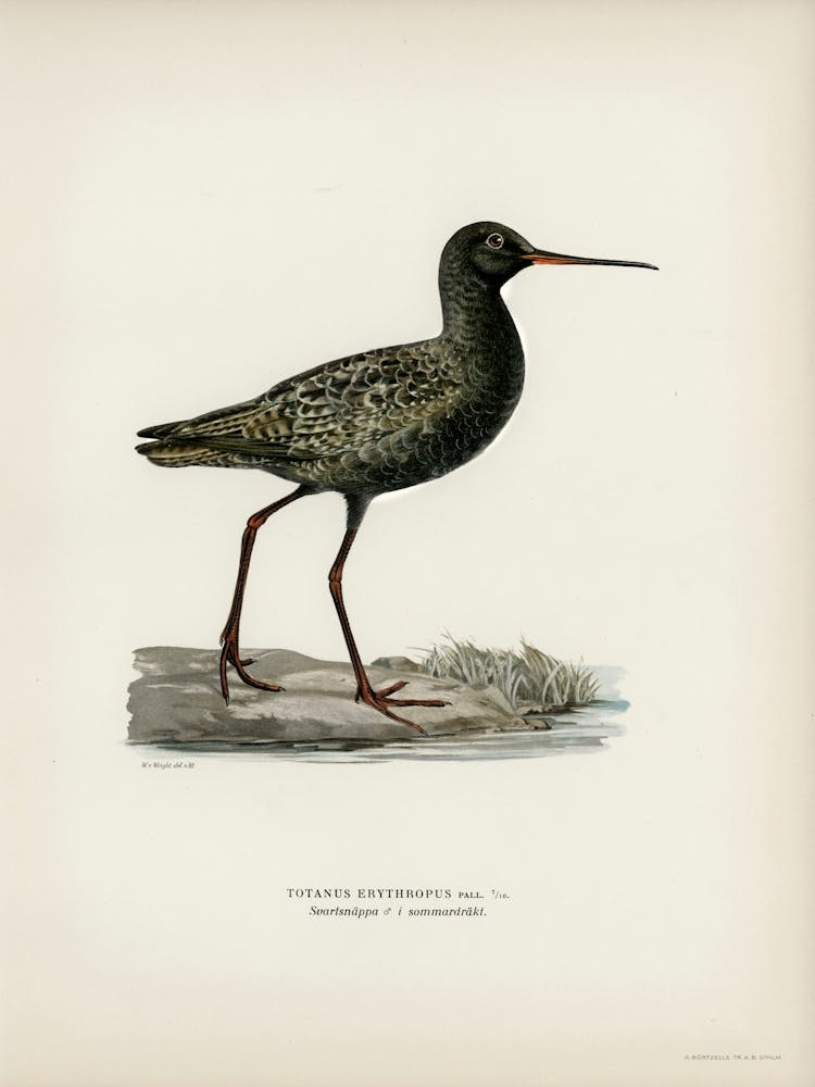 Spotted Redshank, The Von Wright Brothers
