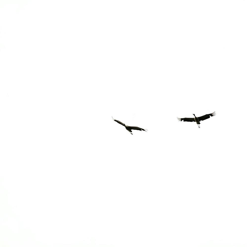 Vögel im Flug