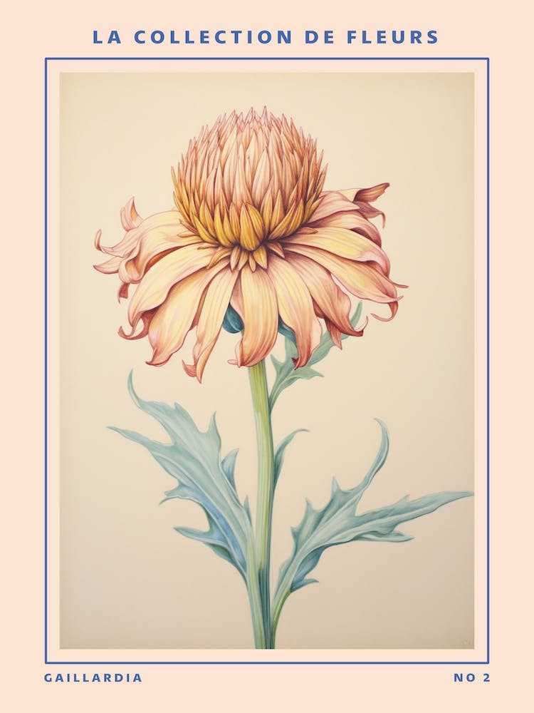 Gaillardia 2 Affiche Botanique Fleur Française