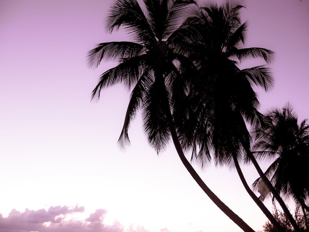Retro Palm