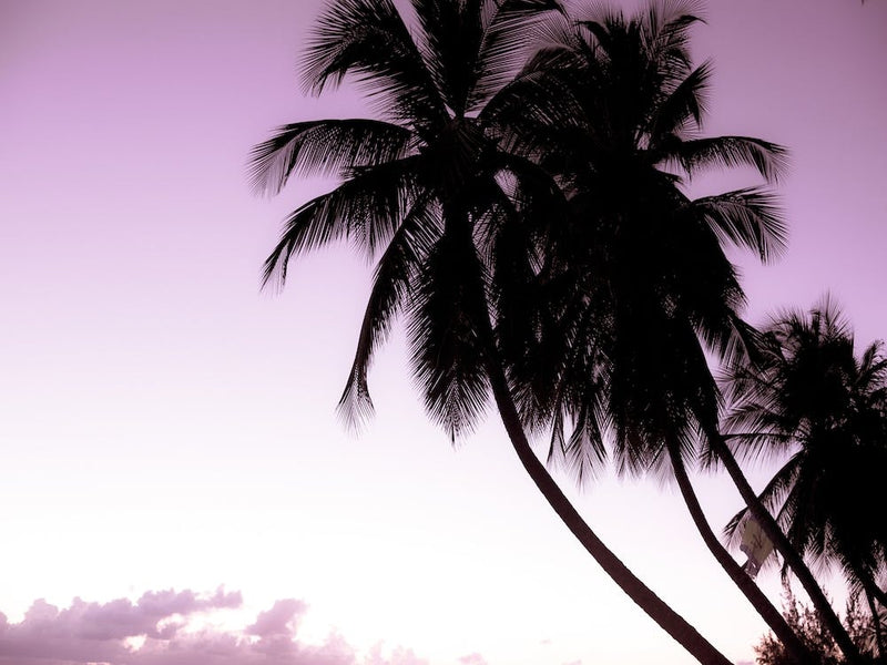 Retro Palm