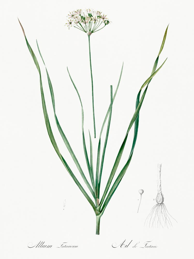 Allium Tartaricum, Pierre Joseph Redoute