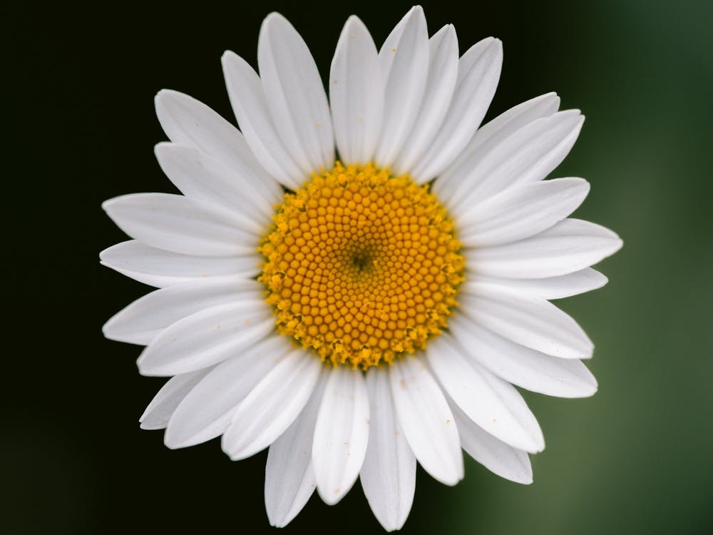 Symmetry in Bloom