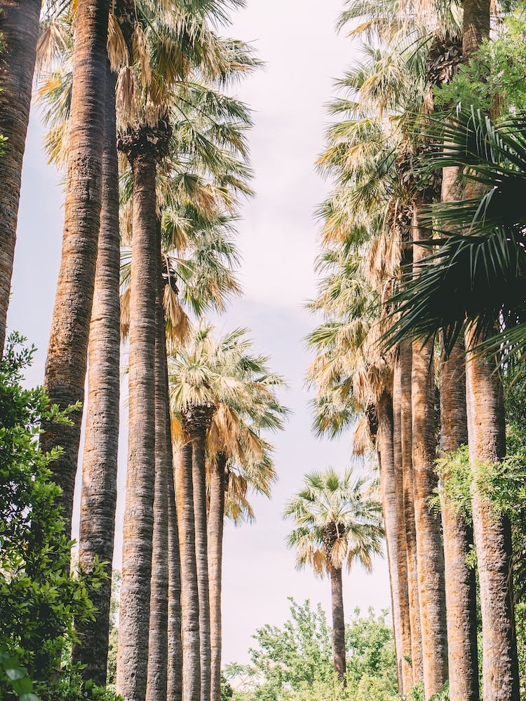 Palm Tree Alley