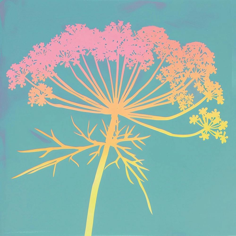 Queen Annes Lace 1 Square Flower Illustration