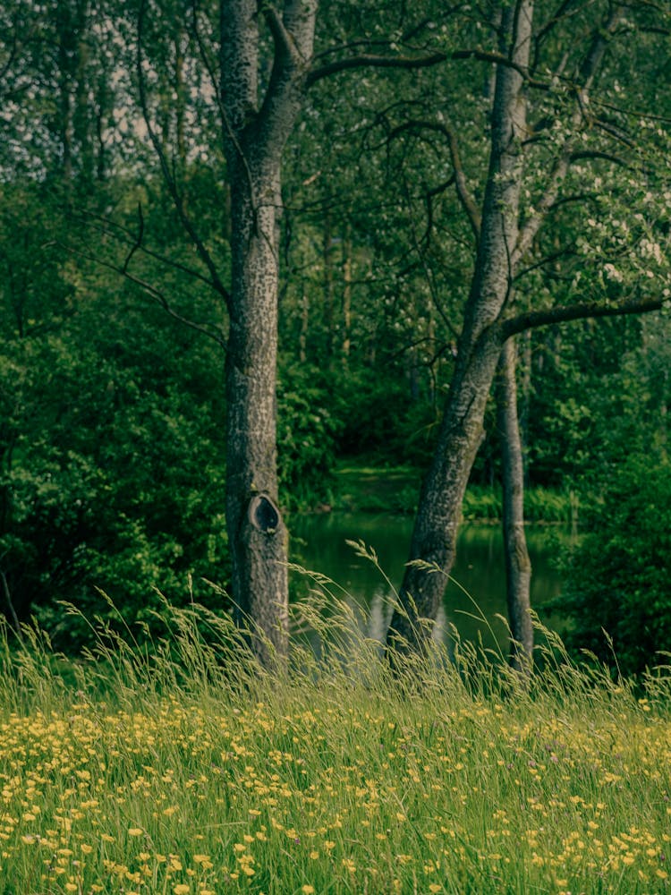 Yellow Flowers In The Meadow