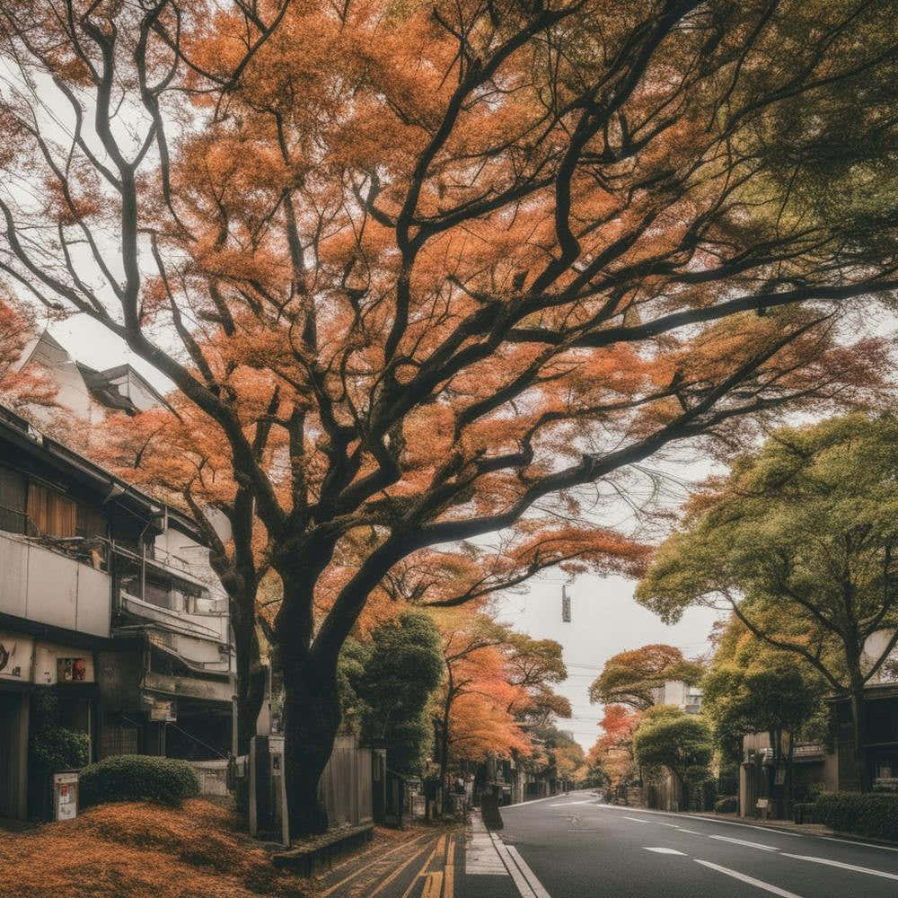 Autumn Trees In Kyoto