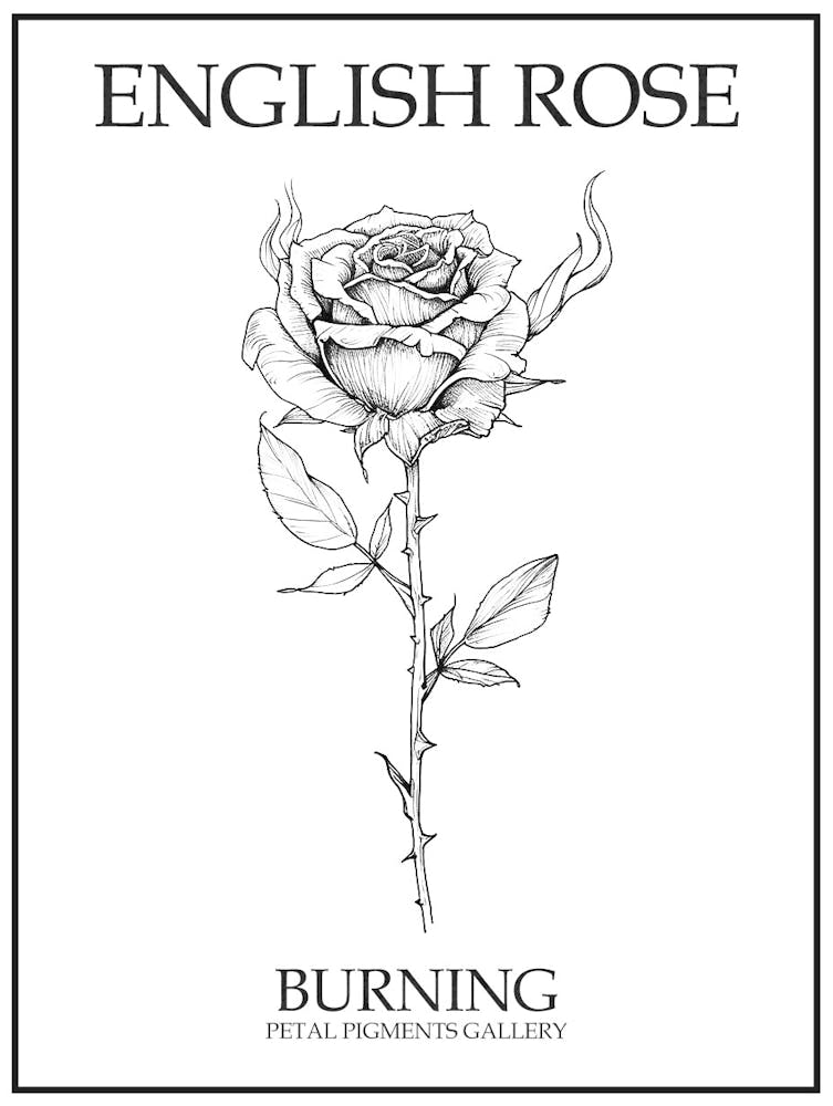 English Rose Burning Line Drawing 2 Poster