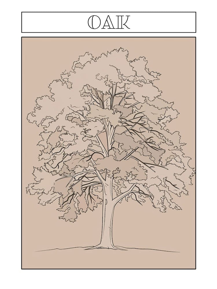 Oak Tree Minimalistic Drawing 3 Poster
