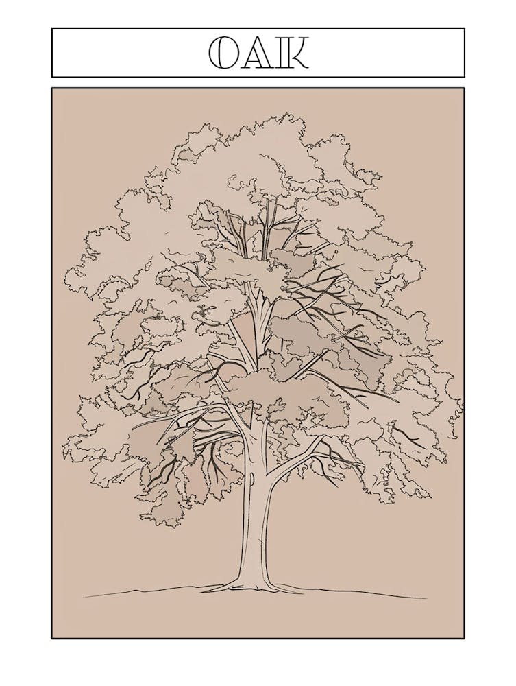 Oak Tree Minimalistic Drawing 3 Poster