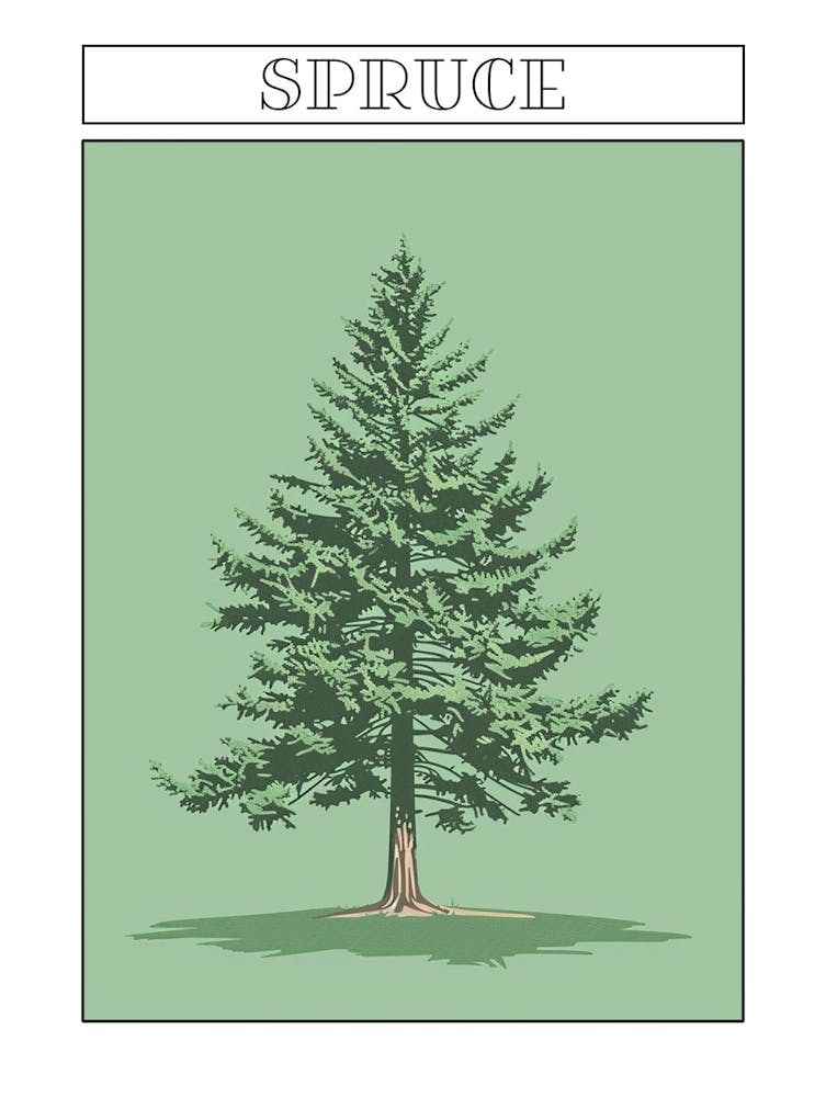 Spruce Tree Minimalistic Drawing 2 Poster