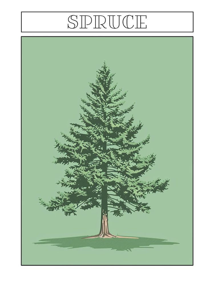Spruce Tree Minimalistic Drawing 2 Poster