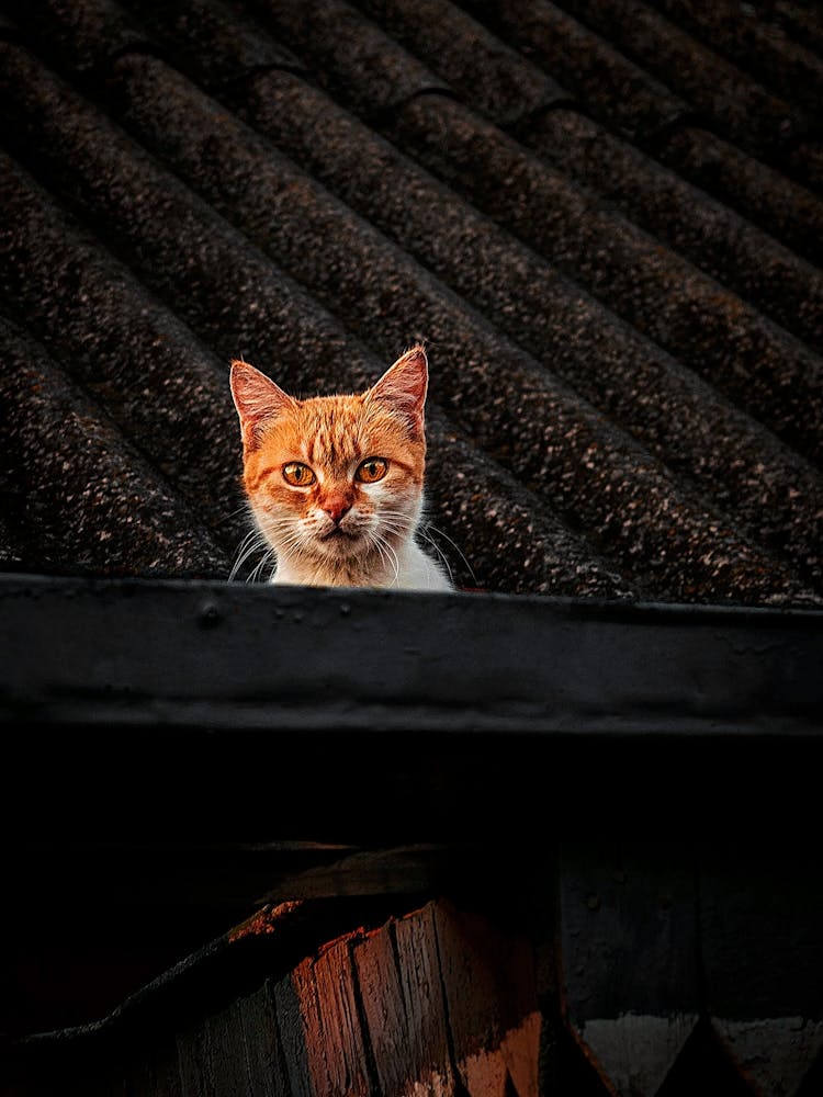 Cat On Roof