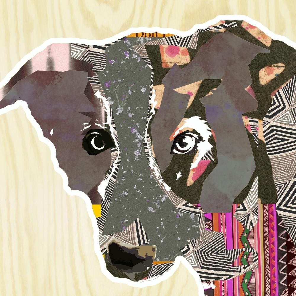 Bordercollie Collage