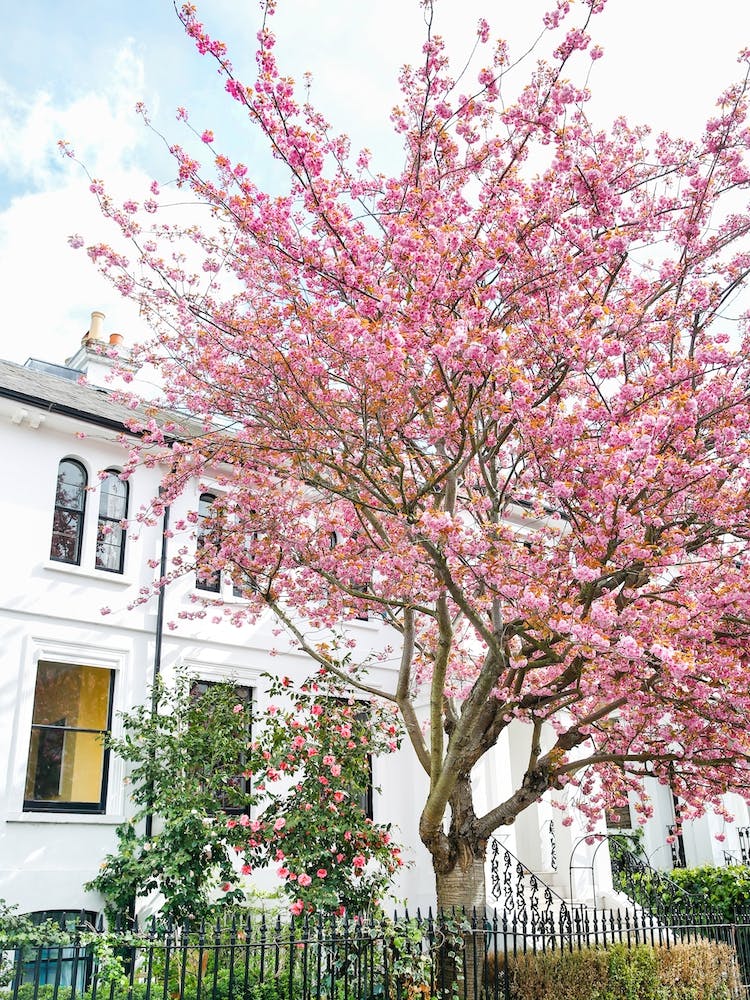 Bursting Into Bloom