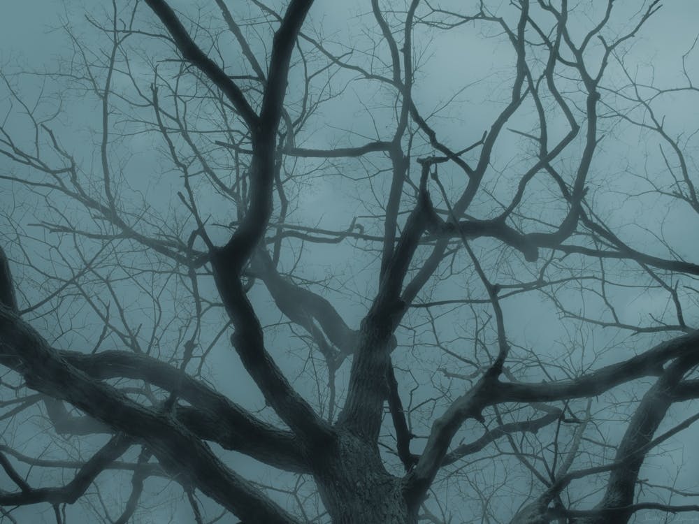 Bare Tree In Fog And Cold Light