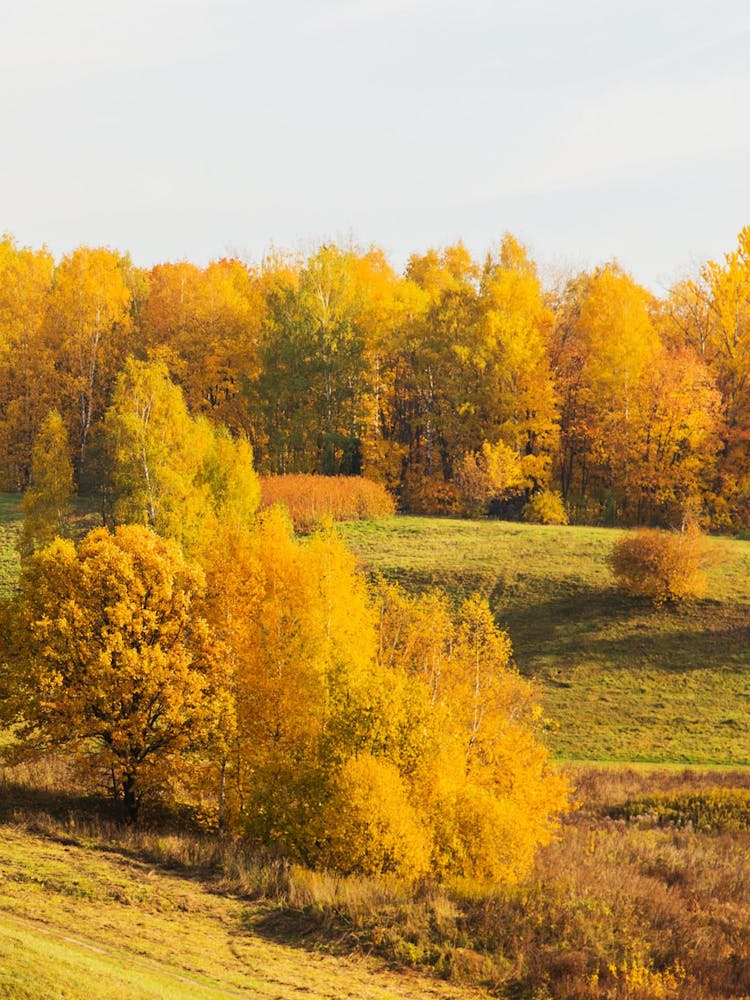 Autumn Trees In A Field