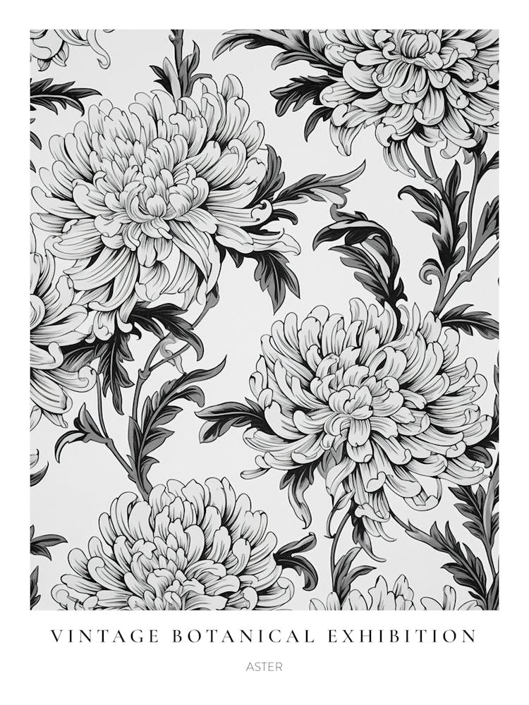 Aster B&W Vintage Botanical Poster